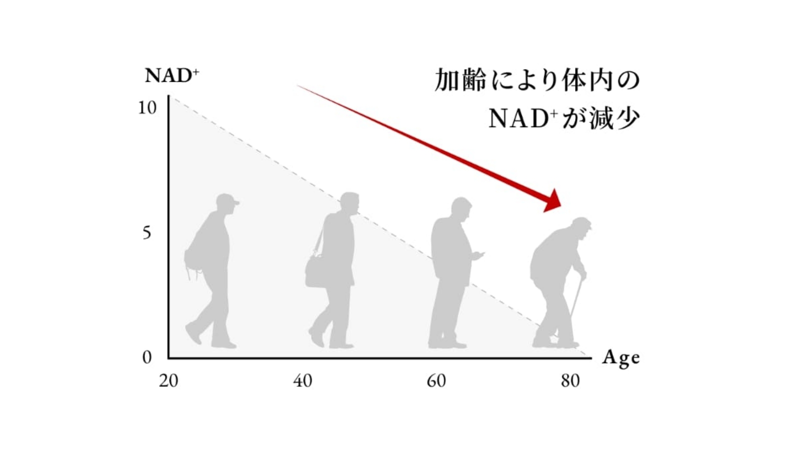 サプリメント 若返り