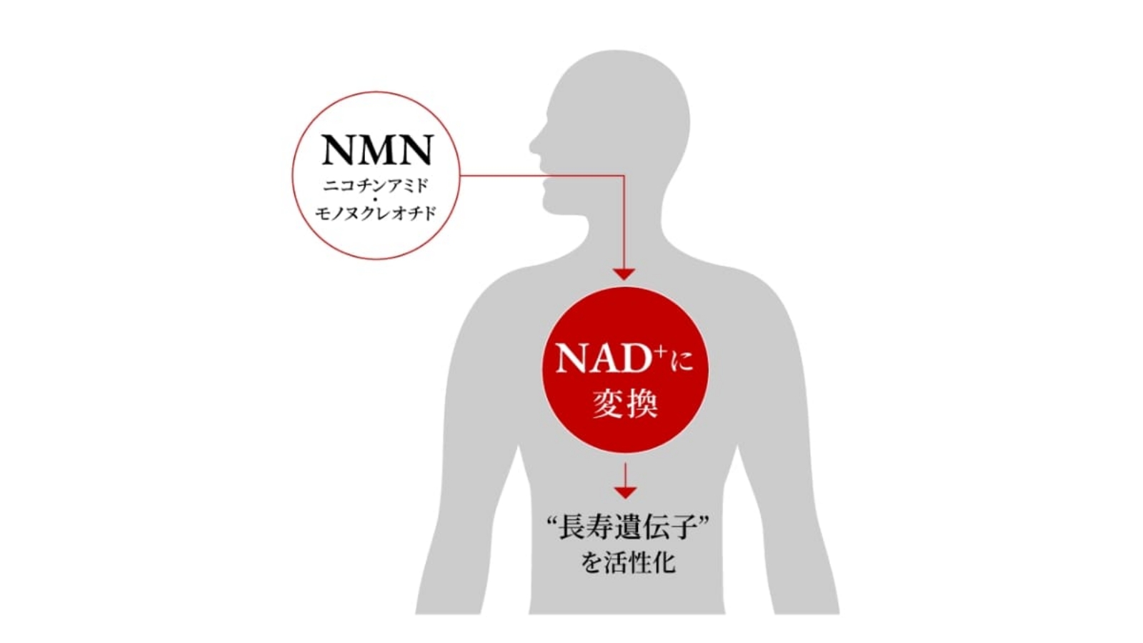 アンチエイジングサプリメント